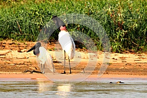 Birds in Pantanal, Matogrosso, Brazil