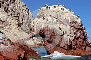 Birds on paracas Island, Peru