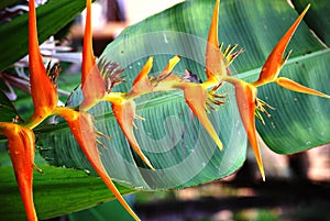 Birds of Paradise