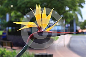 Birds of Paradise or Crane flower - closeup view