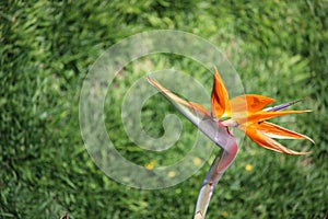 Birds of Paradise flower with blurred grass swirl