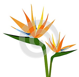 Birds of Paradise Flower silhouette-vector