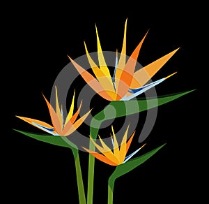 Birds of Paradise Flower - Vector Illustration