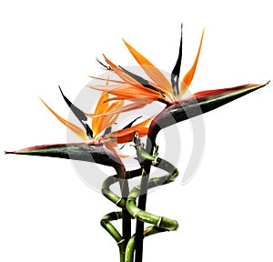 Birds of paradise flowers photo