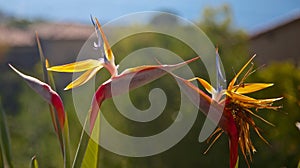Birds of paradise kissing