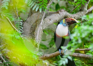 Birds of Paradise. Long beaked colorful bird on a tree.