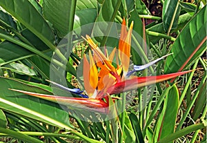 Birds of Paradise in Profile