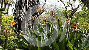 Birds of paradise, Strelitzia reginae, botanic