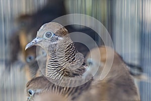 Birds at the Pasar Ngasem Market in Yogyakarta, Central Java, In photo