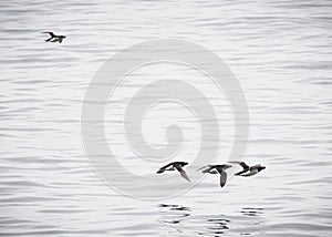 Birds passing in group with one outsider