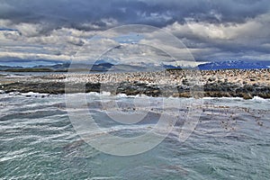 Birds and penguins on the island in Beagle channel close Ushuaia city, Tierra del Fuego, Argentina