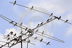 Birds perched on antenna