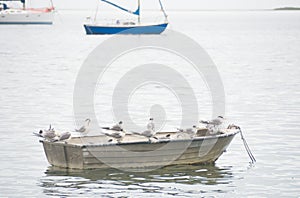 Birds perched on boat in water photo