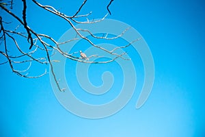 Birds perched on dry branches