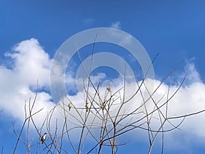 Birds perched on dry branches of a tree, against the blue sky in the background.