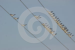 Birds perched in electric chords