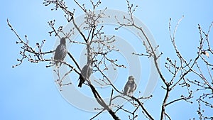 Birds perched on a leafless oak tree in winter against blue sky