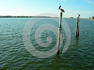 Birds perched on posts in sea