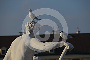 Birds perched on a statue