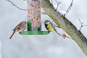 Birds perched on top of a bird feeder with a blooming tree in the background.