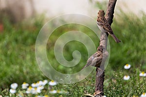 Birds perched on tree limb