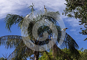 Birds perched on a tree in Sydney