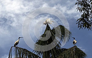 Birds perched on a tree in Sydney