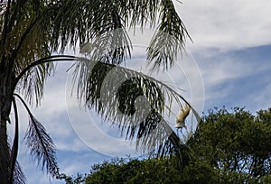 Birds perched on a tree in Sydney