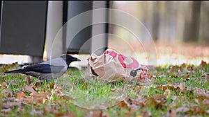 Birds are pests, crow digs in the garbage. A raven rips open a paper bag near a garbage can with its beak.