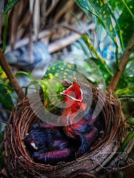 Birds  photography  nature  wildlife  wildlifephotography photo