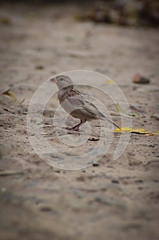 birds are picking grains osm Bird