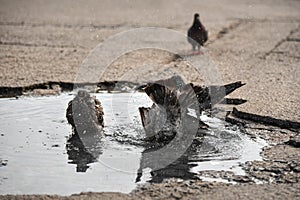 Birds pigeons bathe in puddle water in hot weather in the city