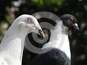 Birds, pigeons, gulls, ducks, flamingos, feathers, fluffy wings, flying in the sky