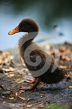 Birds, pigeons, gulls, ducks, flamingos, feathers, fluffy wings, flying in the sky