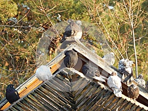 birds pigeons sit on the roof of the dovecote