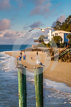 Birds on Pilings by Beach at Dusk