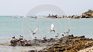 Birds playing on the beach, Arashi Beach, Aruba. photo