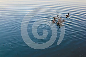 Birds playing in the water