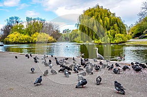Birds at the pond in Regent`s park, London, UK photo