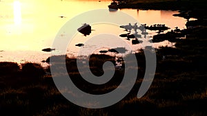 Birds by a pond in springtime, shot at sunset