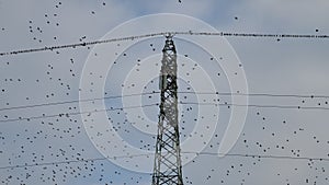 Birds posing over cables.