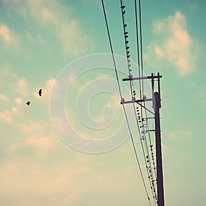 birds on power line cable against blue sky with clouds background vintage retro