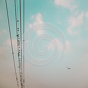 birds on power line cable against blue sky with clouds background vintage retro instagram filter