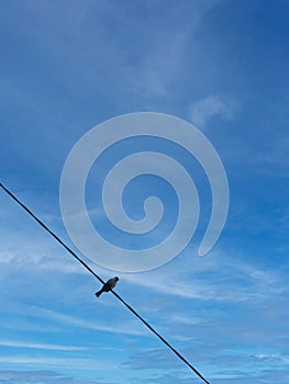 Birds on power lines with blue sky