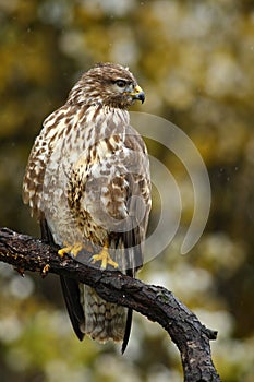 Birds of pray Common Buzzard, Buteo buteo, sitting on the branch with blurred autumn yellow forest in background