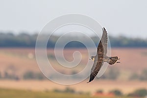 Birds Predator - Peregrine Falcon Falco peregrinus. Portrait close up