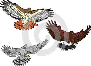 Birds of prey attacking