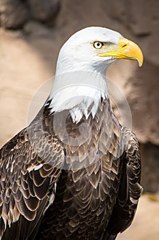 Birds of Prey - Bald Eagle