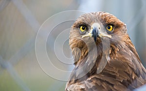 Birds of prey - Captive Aquila pomarina