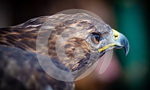 falconer raptors photo